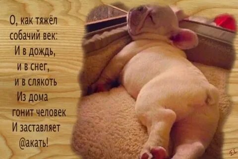 Смешные стихи картинки