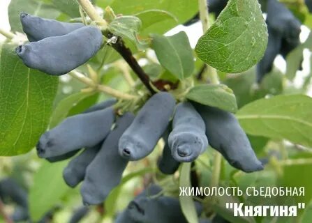 Жимолость княгиня