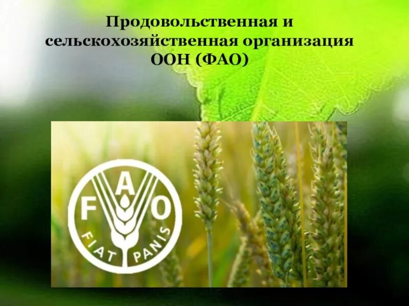 Продовольственная оон. Продовольственная организация ООН ФАО. Продовольственная и сельскохозяйственная организация (ФАО). Продовольственная и сельскохозяйственная организация ООН — ФАО цель. Организация по продовольствию и сельскому хозяйству.