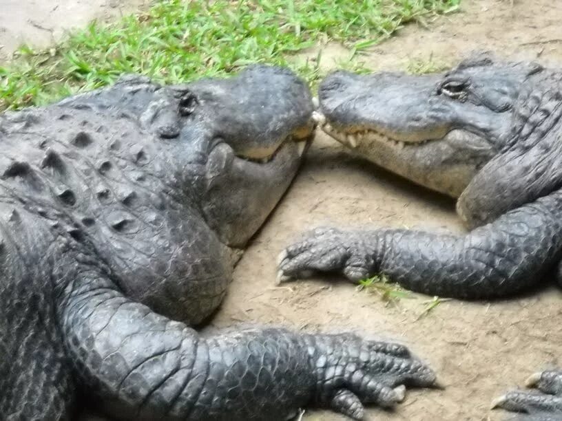 Варан и крокодил