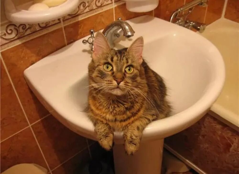 Котик без воды. Нет воды. Кот в умывальнике. Кот и кран без воды.