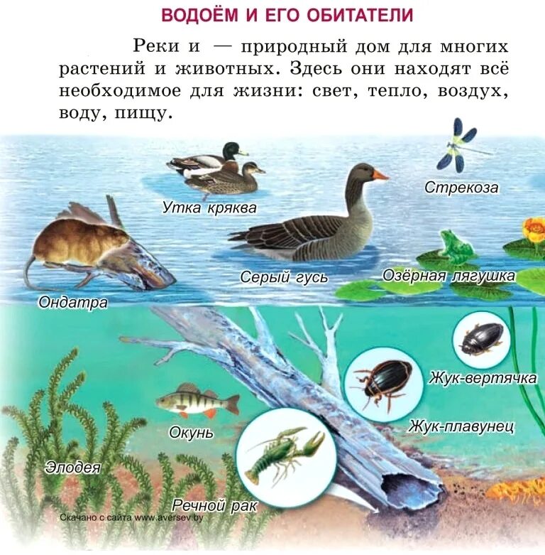 Обитатели прудов и водоемов. Обитатели водоемов. Обитатели водоемов 5 класс. Животные обитающие в пресных водоемах. Обитатели водоемов.