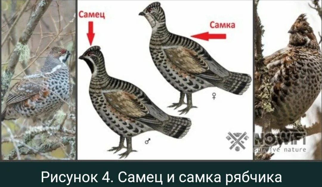 Почему самец гоняет самку. Рябчик самец и самка. Рябчик отличие самца от самки. Рябчик самец и самка отличия. Отличит рябчик самец от самки.