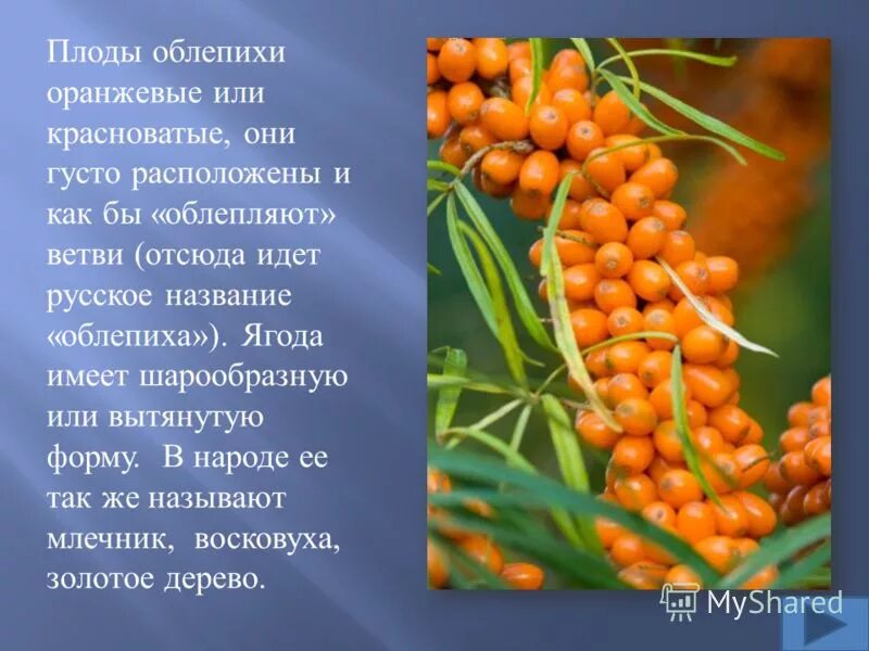 Облепиха лекарственное растение сообщение 6 класс. Облепиха. облепиха лекарственное растение. доклад про облепиху. облепиха описание.