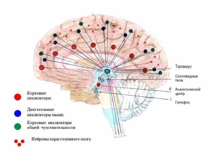 Головной мозг образован клетками. Строение нейронов коры головного мозга. Схема нейронных связей мозга. Схема нейронных связей мозга человека. Корковые Нейроны.