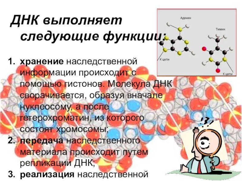 Белки наследственная функция. Основная роль в хранении наследственности принадлежит. Хранение наследственной информации. Выполняет функцию хранения и передачи наследственной информации. Хранение генетической информации осуществляется.