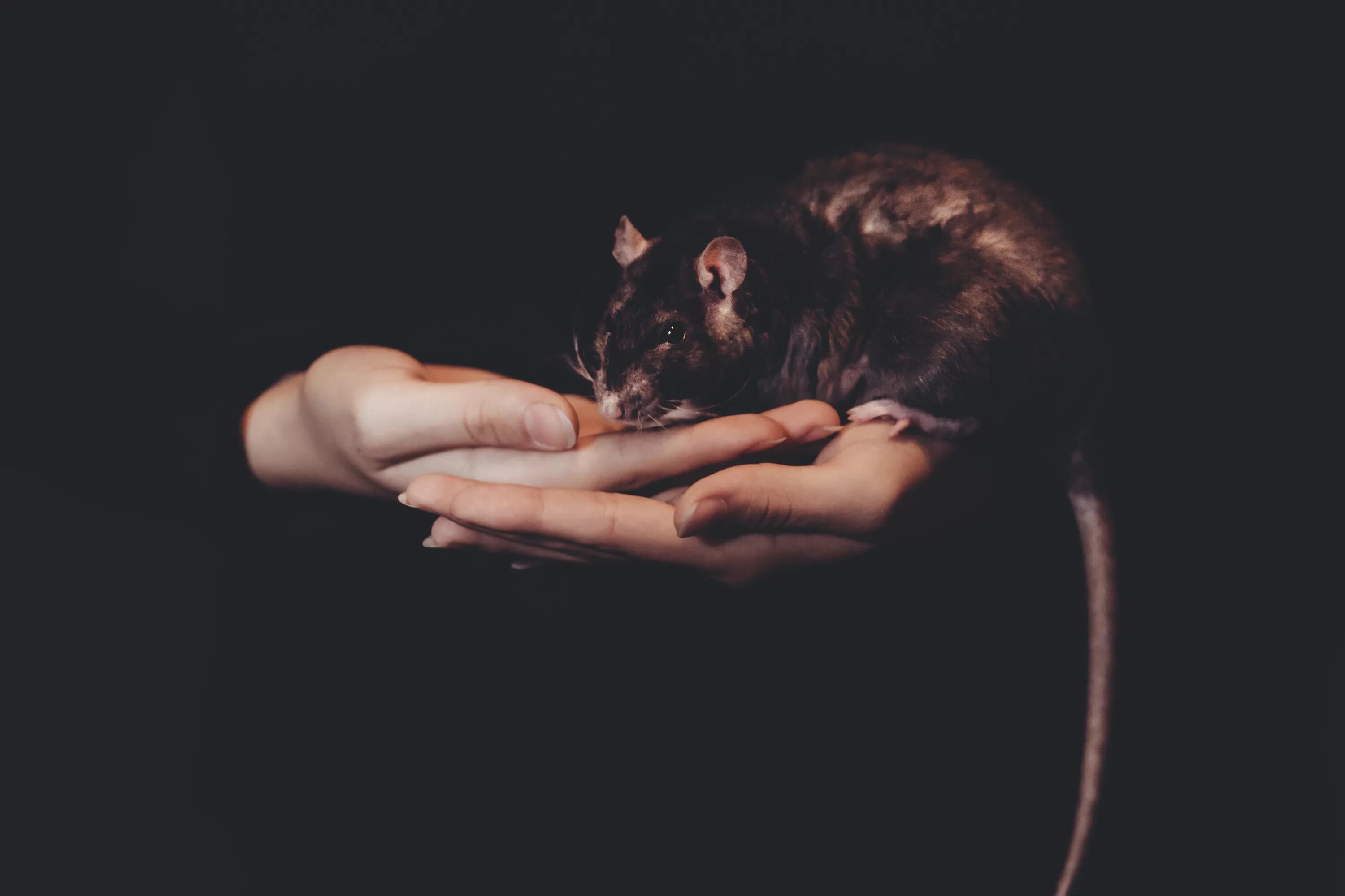 Крысы в темноте. Крыса Эстетика. Мышь Эстетика. Красивые крысы.