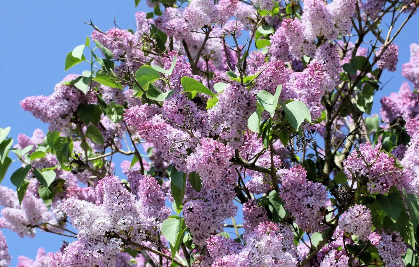 Видеть во сне сирень цветущую. Сирень колорадо. цветение сирени. сирень цветение куст. первомайская сирень.