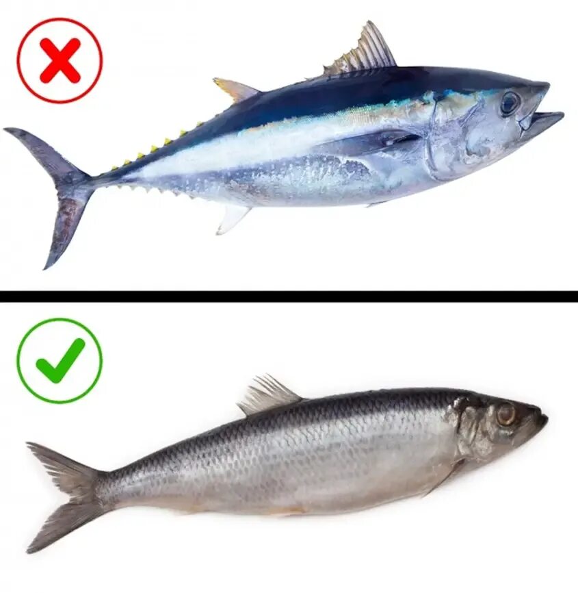 Безопасная рыба. Безопасные сорта рыбы. Рыба которую нельзя кушать. Самая безопасная рыба для человека. Какую рыбу лучше брать