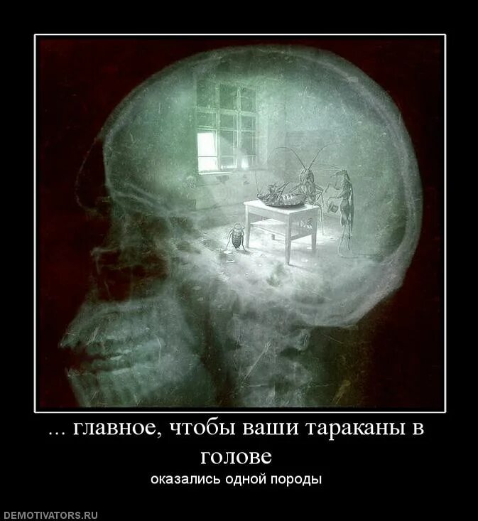 Тараканы в голове это. Тараканы в голове. свои тараканы в голове. тараканы в голове юмор.