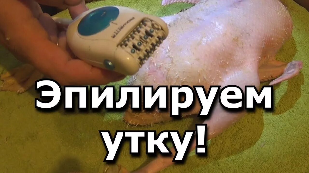 Как почистить утку от перьев. Как почистить домашнюю утку.