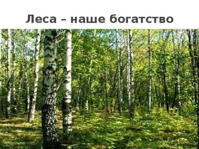 Лес наше богатство. Лес богатство нашей Родины. Природа наше богатство. Богатство лесов. Леса и луга нашей родины презентация