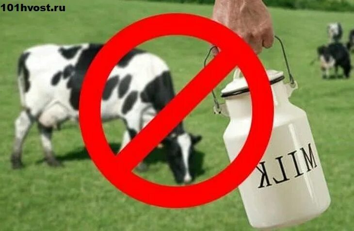 Пост молочное нельзя. Коровы запрещены. Зачеркнутая корова. Запрет на молоко. Коровье молоко запрещается.