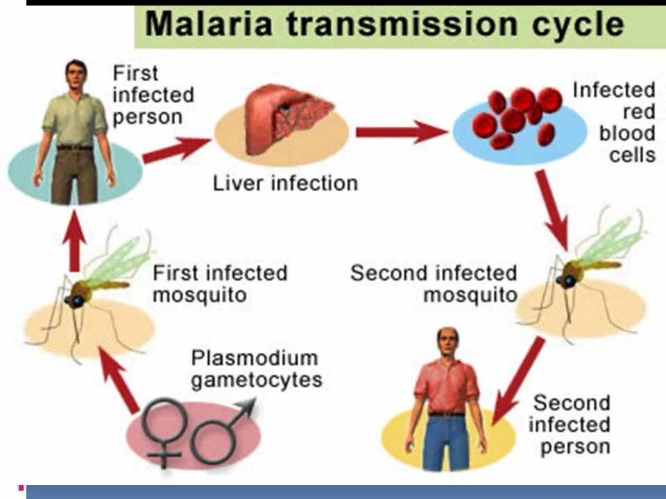 Основной механизм передачи возбудителя малярии. Способ передачи малярии. Малярия путь передачи инфекции. Механизм передачи малярии. Малярийный плазмодий источник заражения.