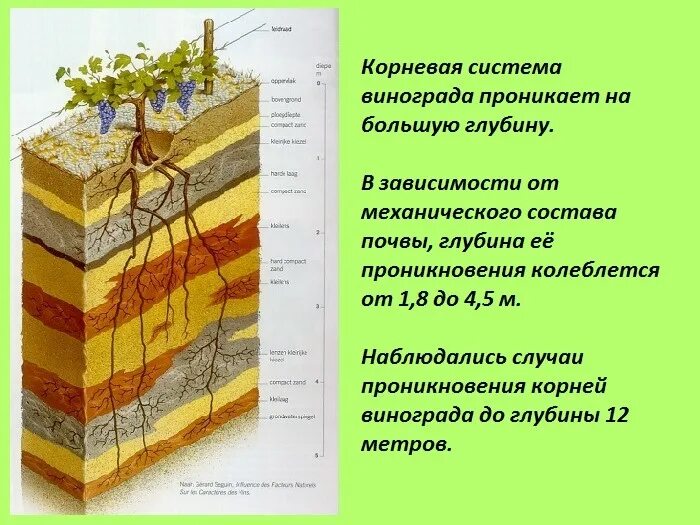 Корневая система винограда глубина. Корни винограда глубина залегания. Особенности строения корневой системы винограда. Корневая система винограда схема.