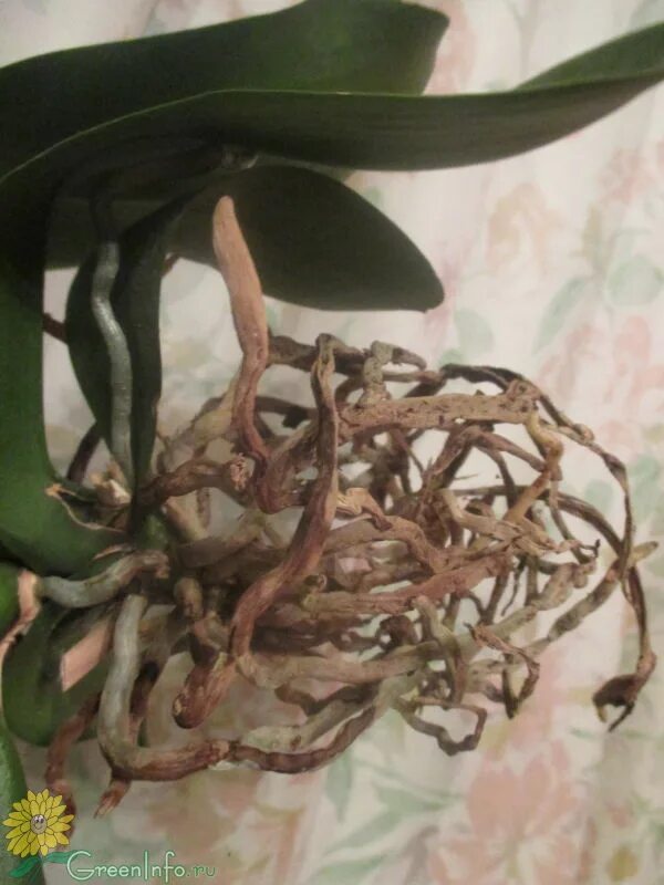 Высохшие корни у орхидеи