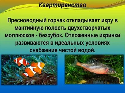 Квартиранство в биологии