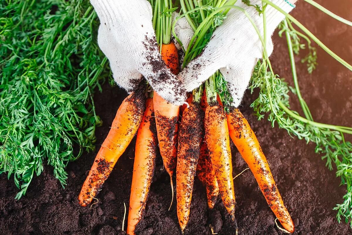 Какие овощи любят золу. Подкормить морковь золой. Междурядье для моркови. Морковка в руке. Удобрение для морковки.