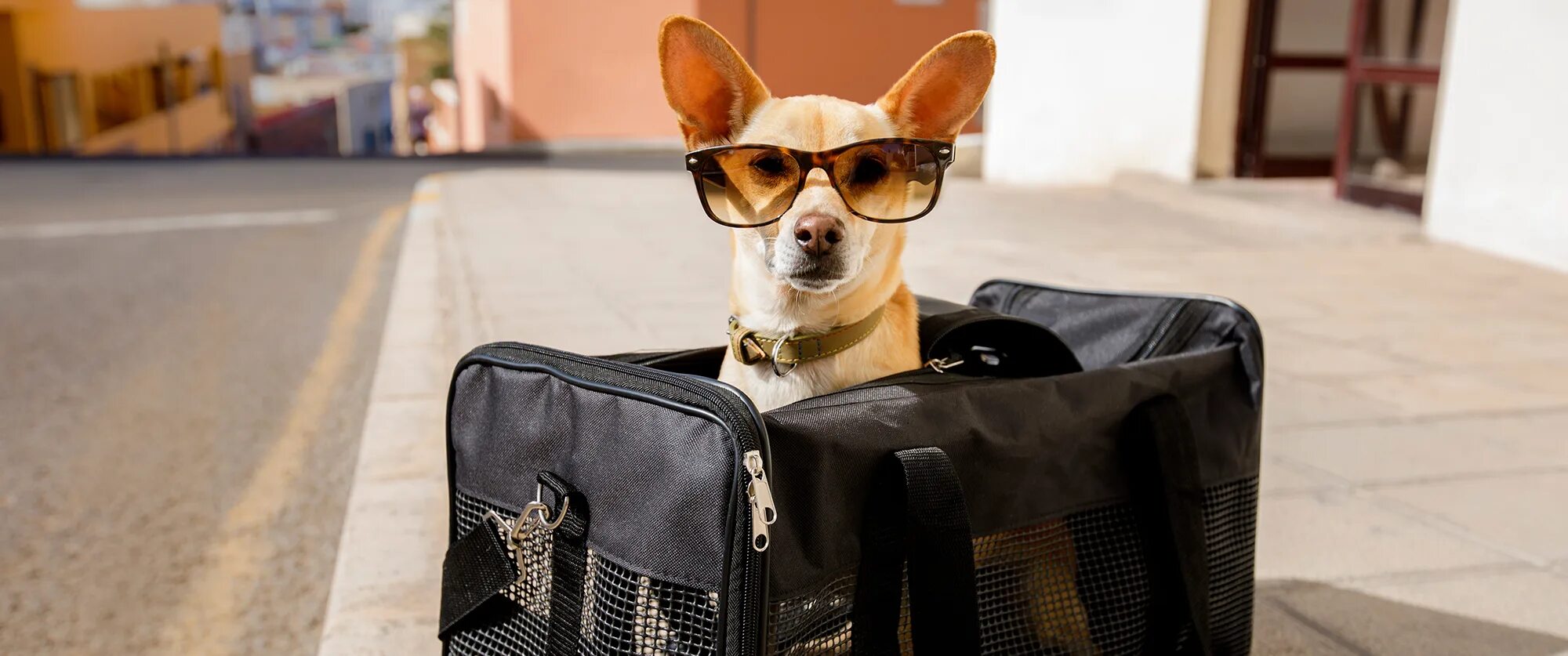 Победа перевозка животных. Собака с чемоданом. Путешествие с животными. Чем заняться на каникулах с собакой.