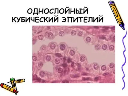 Однослойный кубический эпителий особенности строения