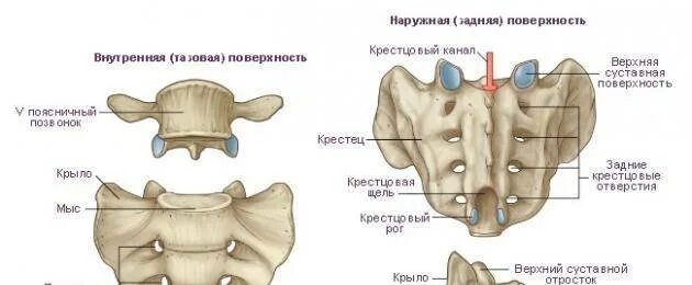 Сильно болит крестец. Крестец позвоночника.