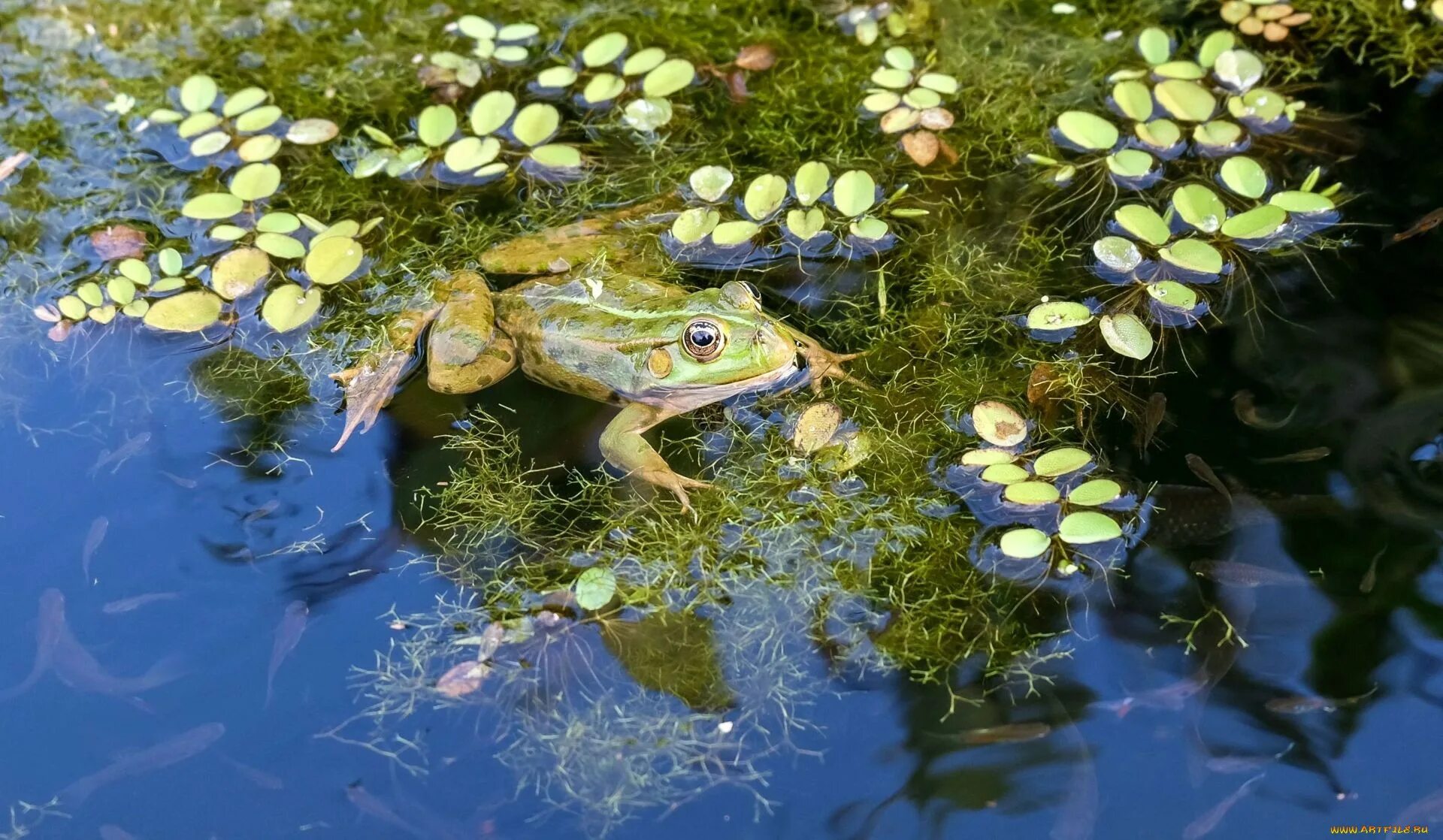 Обитатели водных водоемов