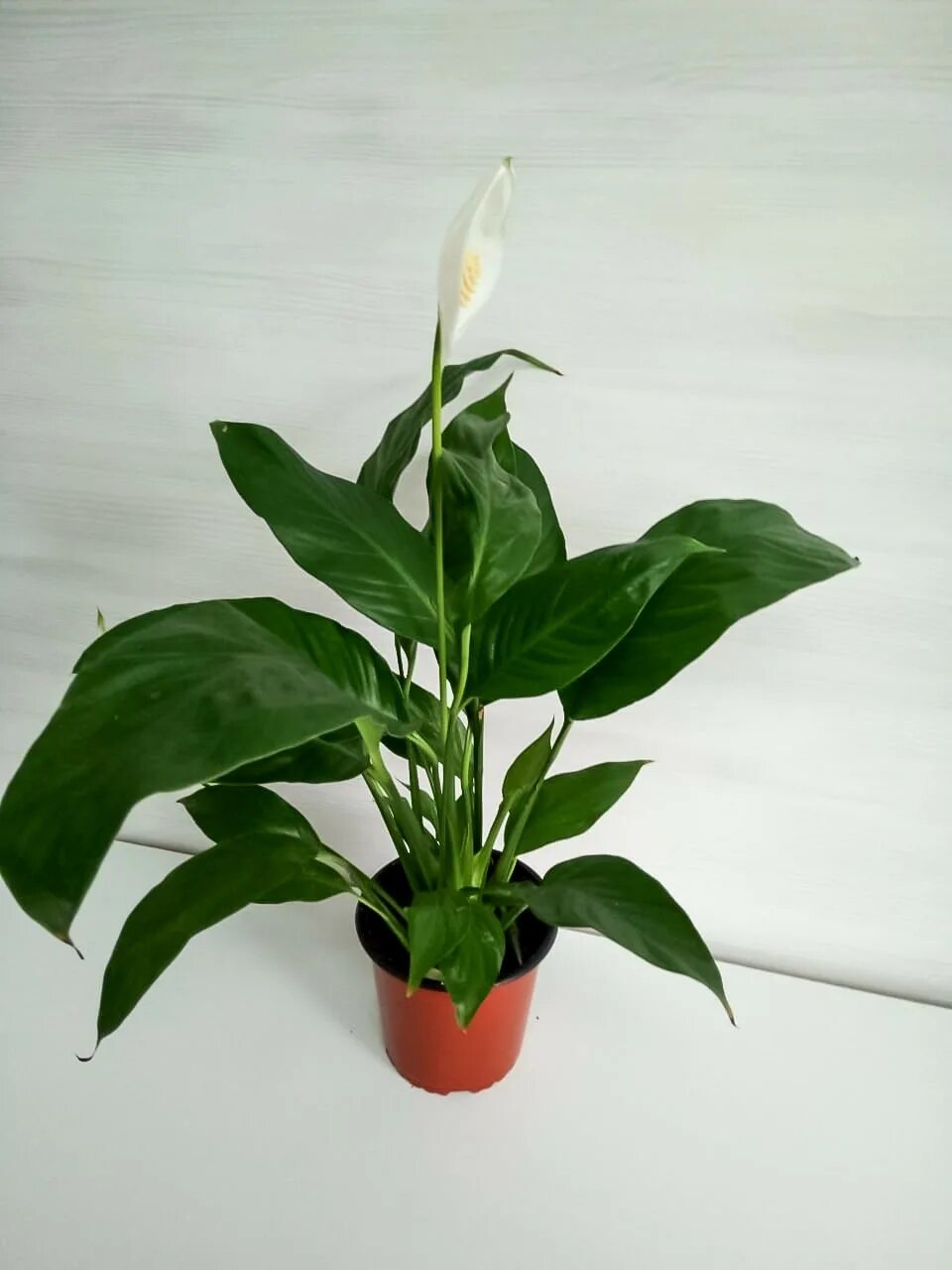 Покажи спатифиллум. Спатифиллум Уоллиса (Spathiphyllum wallisii). Белокрыльник спатифиллум. Спатифиллум Ларго.