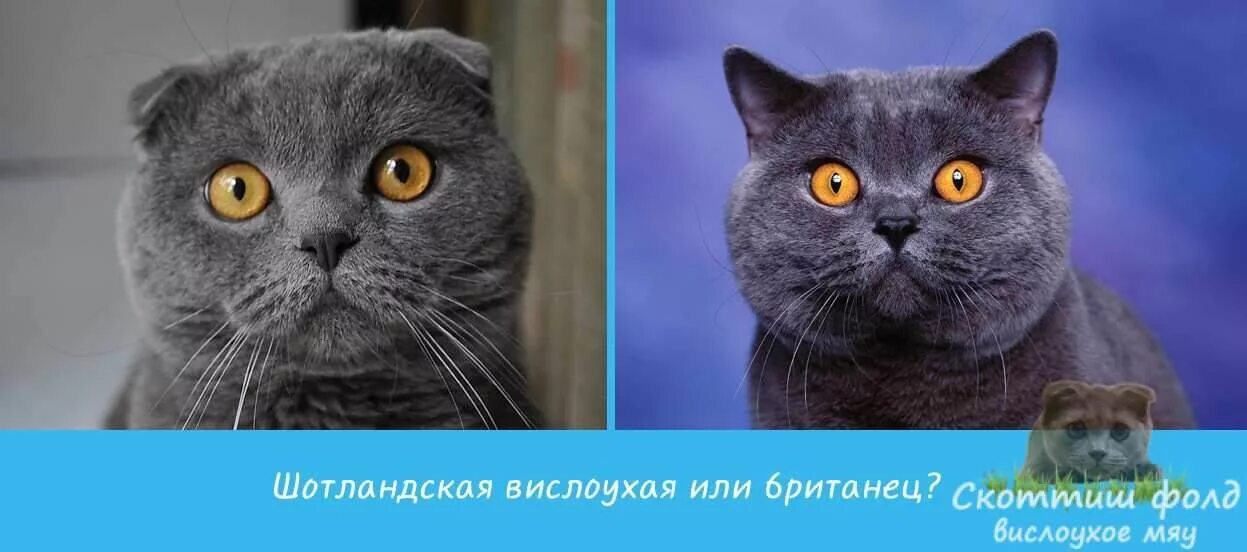 Отличие кошек. Британец и шотландец разница. Шотландская кошка и Британская разница. Британцы и вислоухие разница. Разница между шотландскими и британскими вислоухими кошками.