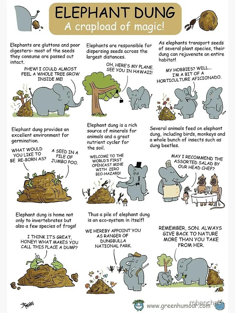 I feed перевод. Elephant facts. Слоновьи шутки на английском. Magic Elephant. The Magician's Elephant quotes.