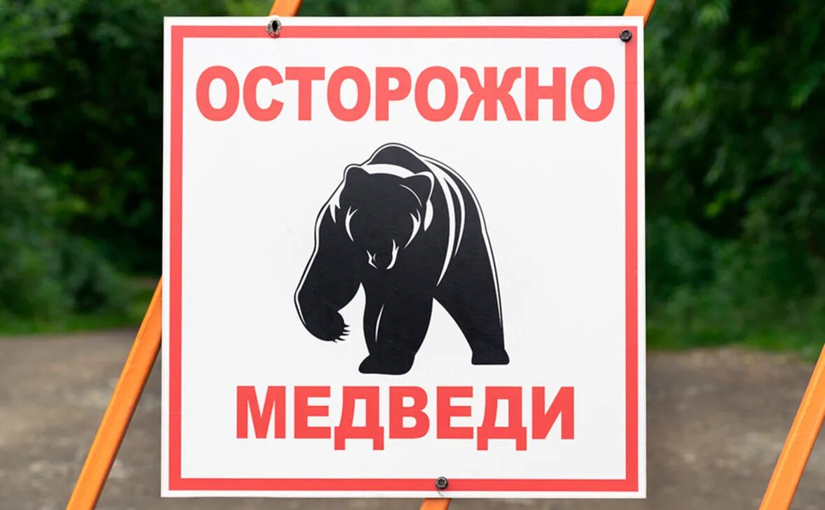 Медведь какую опасность представляет для человека. Осторожно, медведь!. табличка осторожно. табличка берегись медведя.