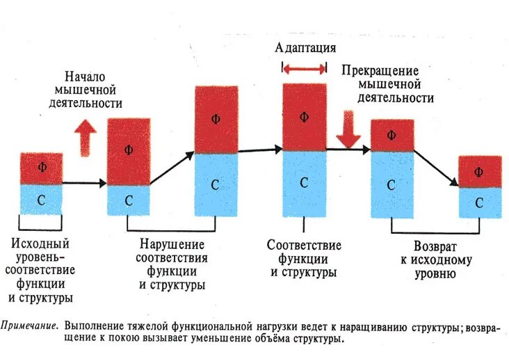 Изменения и адаптация к ним. Адаптация мышц к физическим нагрузкам. стадии адаптации к физическим нагрузкам. стадии адаптации к мышечной деятельности. срочная адаптация мышц к нагрузке.