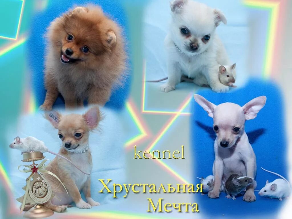 питомник мечта. мечта натали питомник москва. мечта натали питомник. питомник мытищи. Kennel channel.