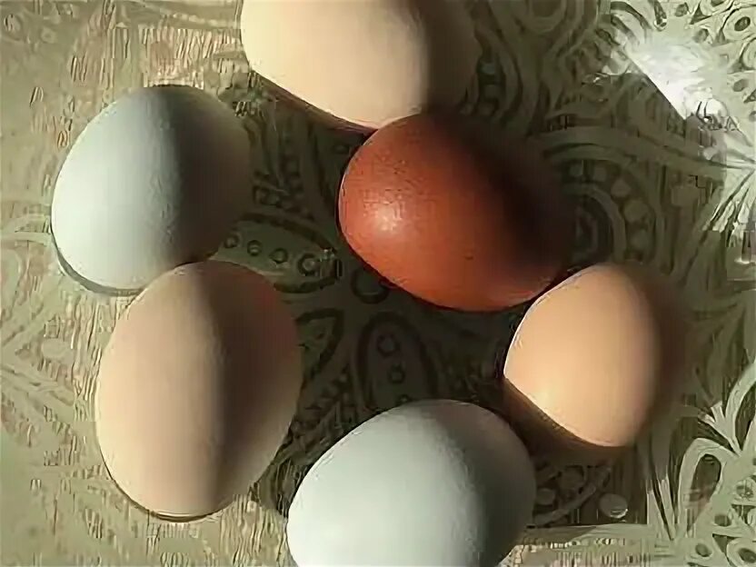 Цвет яйца Пушкинской породы.