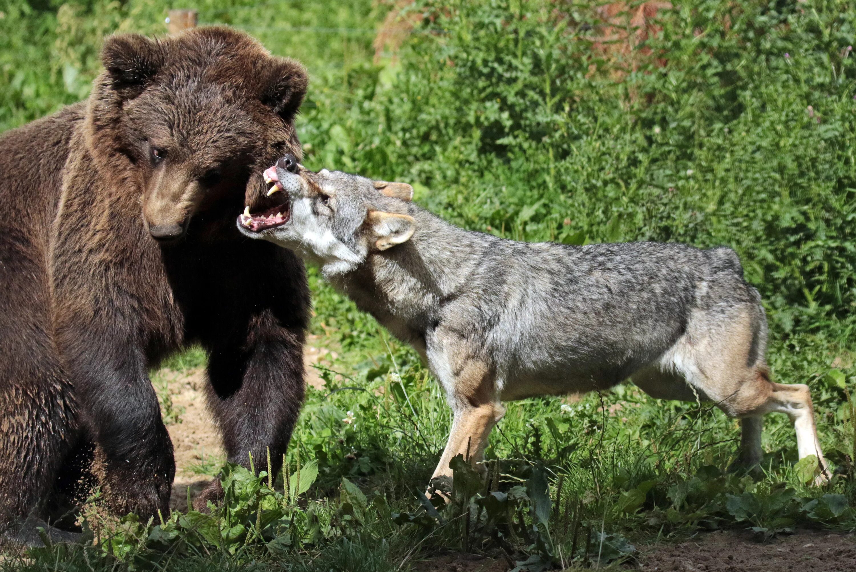 Волк против медведя. Медведь хищник. Хищные животные Европы. Волки и медведи. Дикие животные Европы.