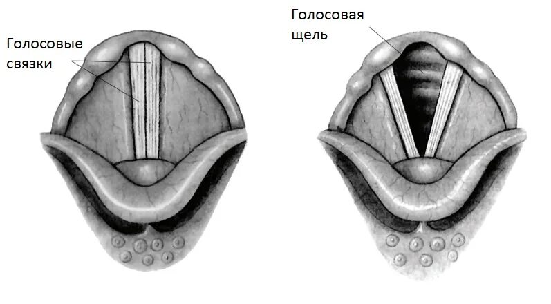 При разговоре шепотом голосовые связки. Голосовая щель гортани схема. Строение гортани, горла, голосовых связок. Комиссура голосовой связки. Комиссуры голосовых складок.