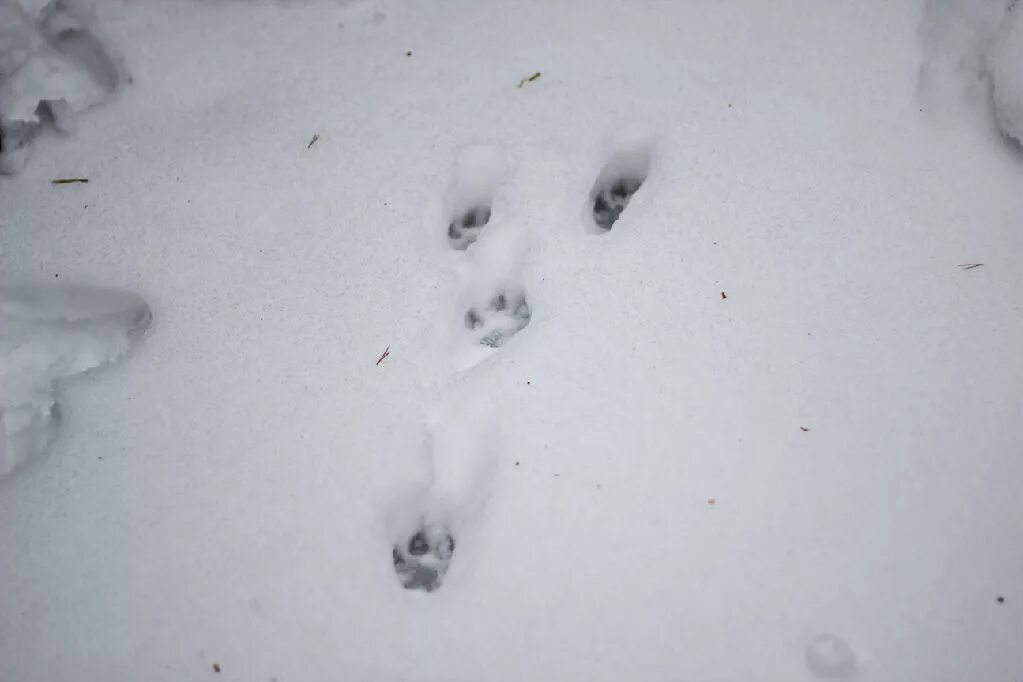 Следы лис. Следы лисы зимой. Следы животных на снегу. Следы лисы на снегу. Следы пушных зверей.