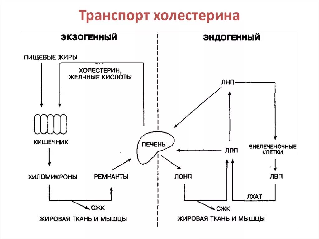 Схема пути прямого и обратного транспорта холестерина. Схема транспорта экзогенного холестерола в печень. Транспортная форма эндогенных жиров биохимия. Транспорт эндогенного холестерола схема.