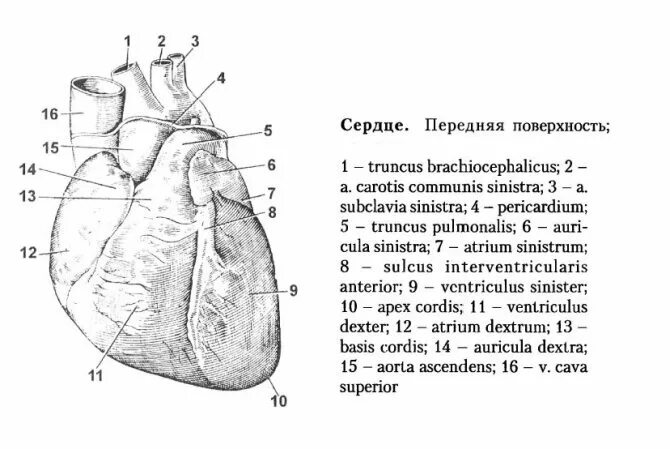 Греческое название сердца