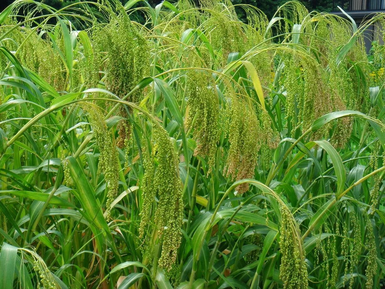 Просо сорта. Просо кормовое. просо чумиза. просо (panicum miliaceum). злак чумиза.
