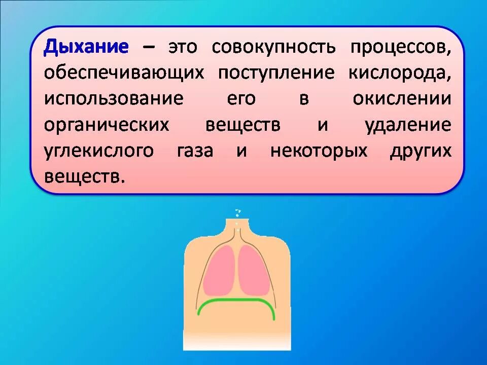 Конспект по биологии дыхательная система 8 класс. Дыхательная система человека биология 8 класс конспект. Органы дыхания 8 класс биология. Строение органов дыхания конспект. Легкое дыхание урок