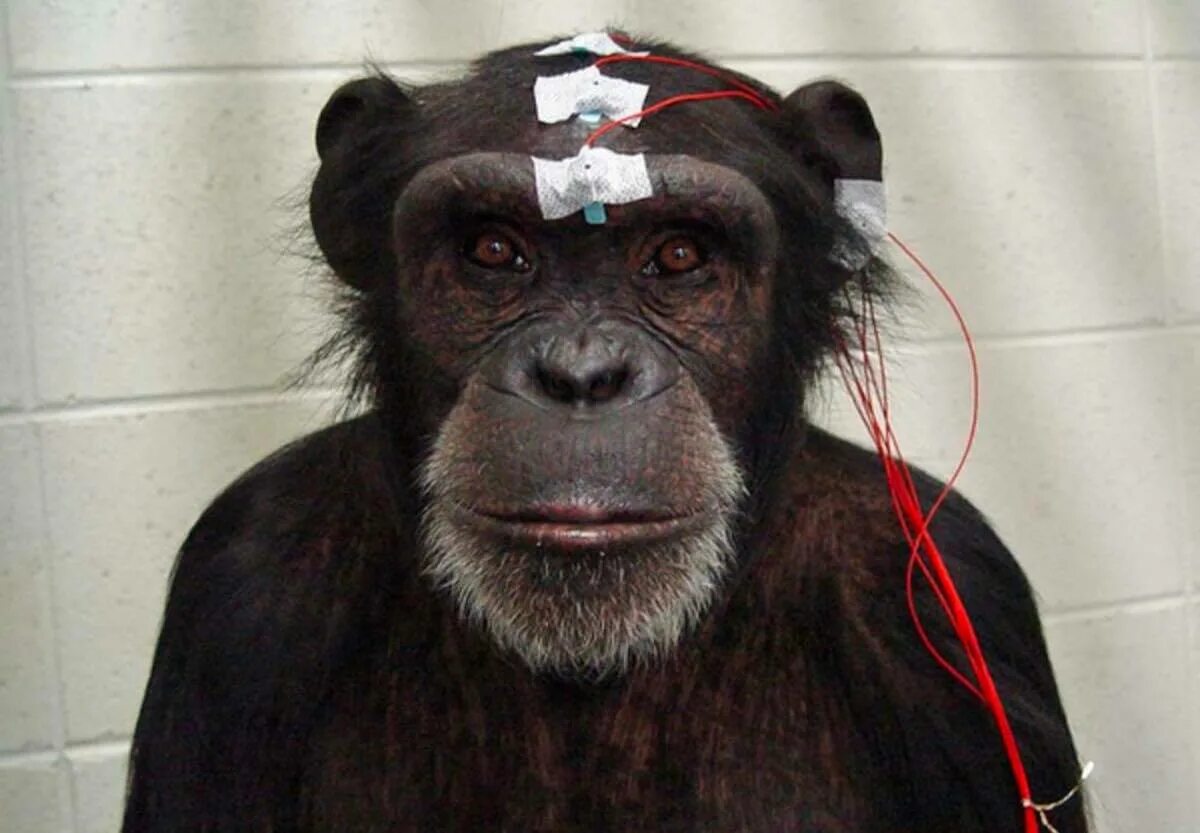 Едят мозги обезьяны. Обезьяна в деловом костюме. Мозг обезьяны шимпанзе.