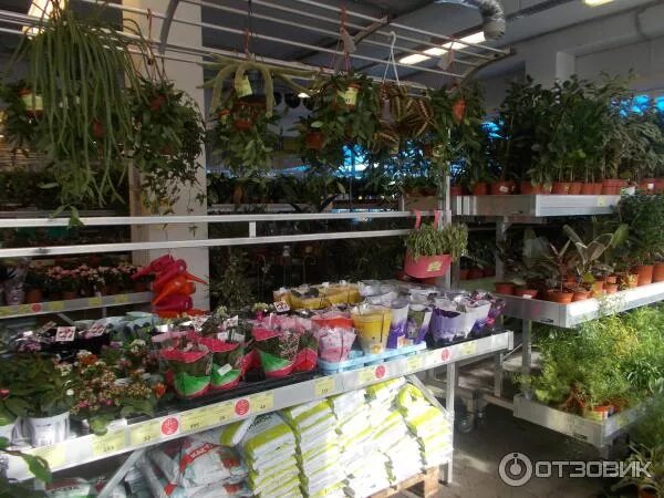 мегастрой цветы комнатные. мегастрой тюльпаны. растения в магните. мегастрой йошкар-ола цветы. мегастрой цветы.