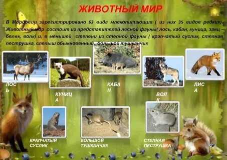 Какие животные обитают в природе