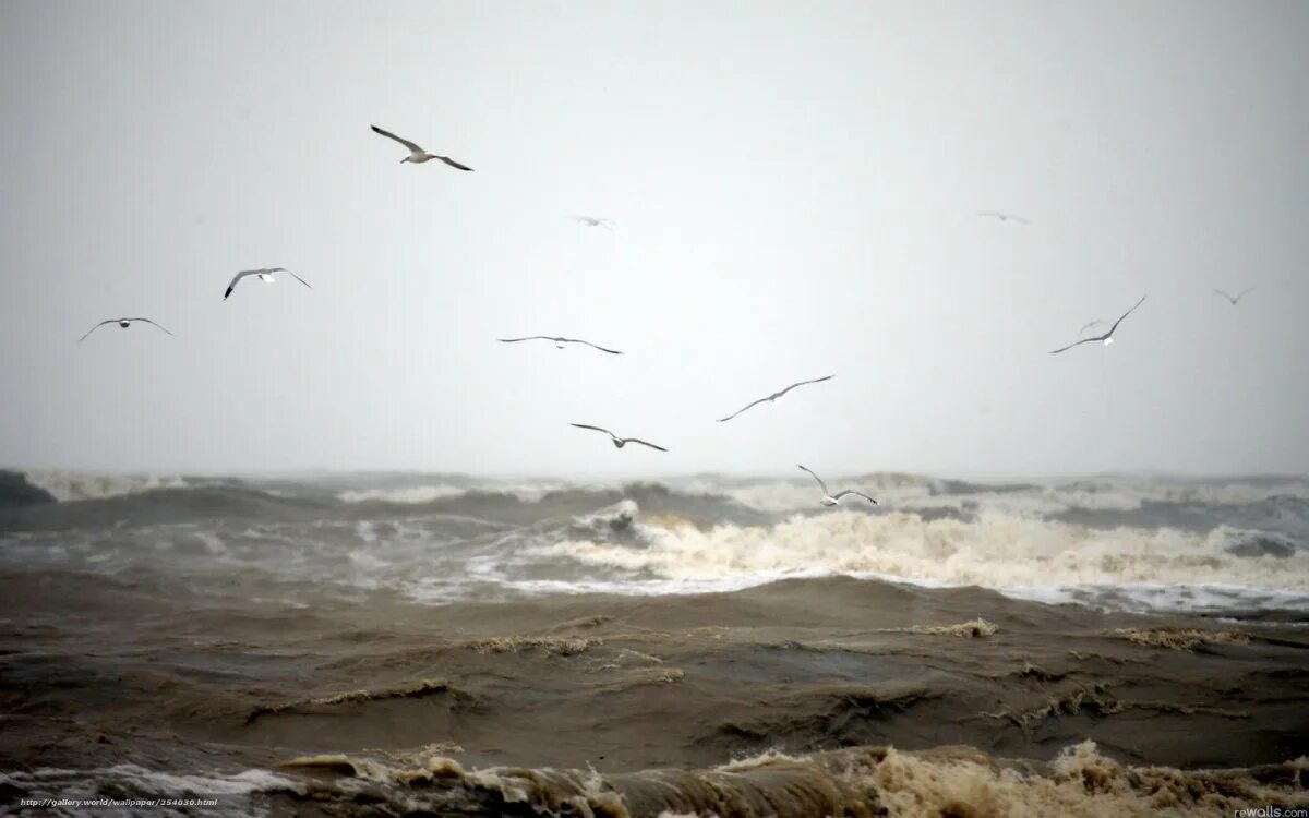 Море осенью. Пасмурное море. Ветер. Море, Чайки.