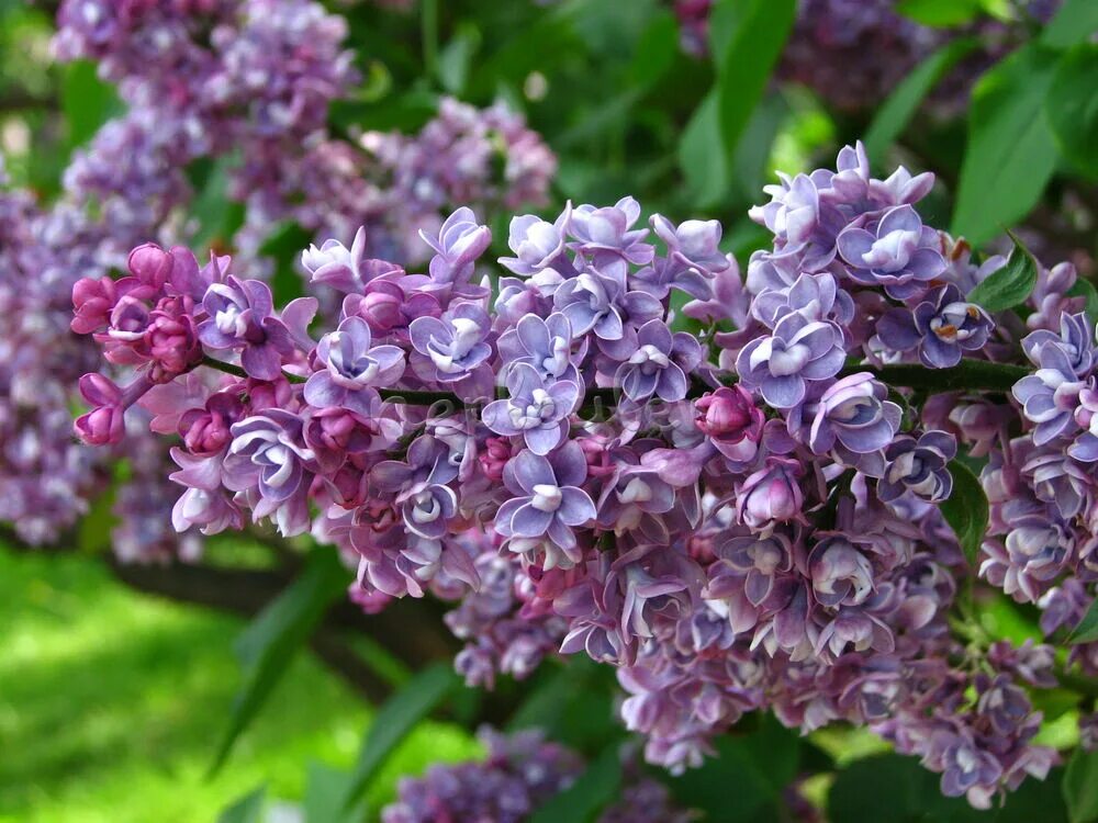 Сирень syringa. Сирень Syringa vulgaris.