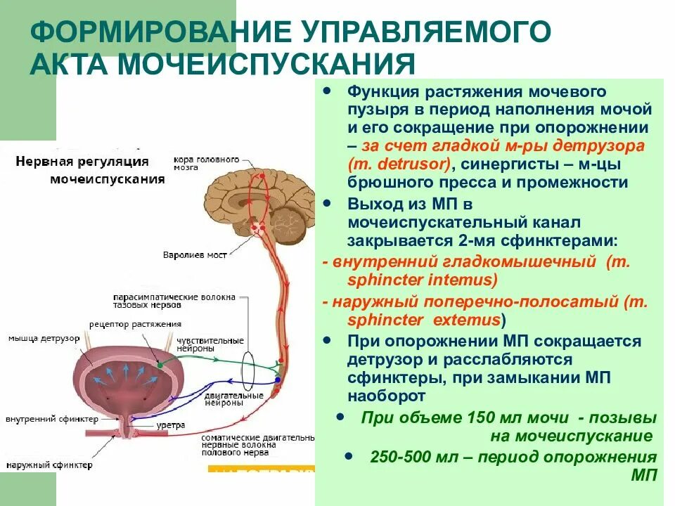 Физиология произвольного контроля функций мочевого пузыря.. Схема регуляции процесса мочеиспускания. Нервная регуляция мочеиспускания схема. 1. Физиология произвольного контроля функций мочевого пузыря.