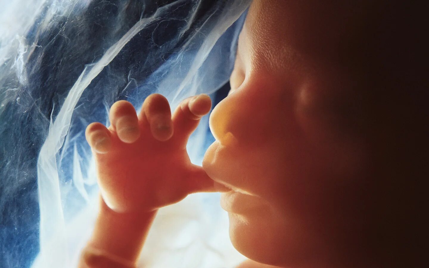 Движение ребенка в животе. Плод на 24 неделе беременности. Младенец в утробе. Движение в утробе. Младенец в утробе.
