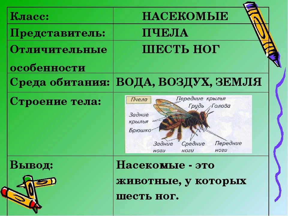 Почему пчел относят к насекомым. Класс насекомые. Представители класса насекомые. Насекомые окружающий мир. Животные класс насекомые.