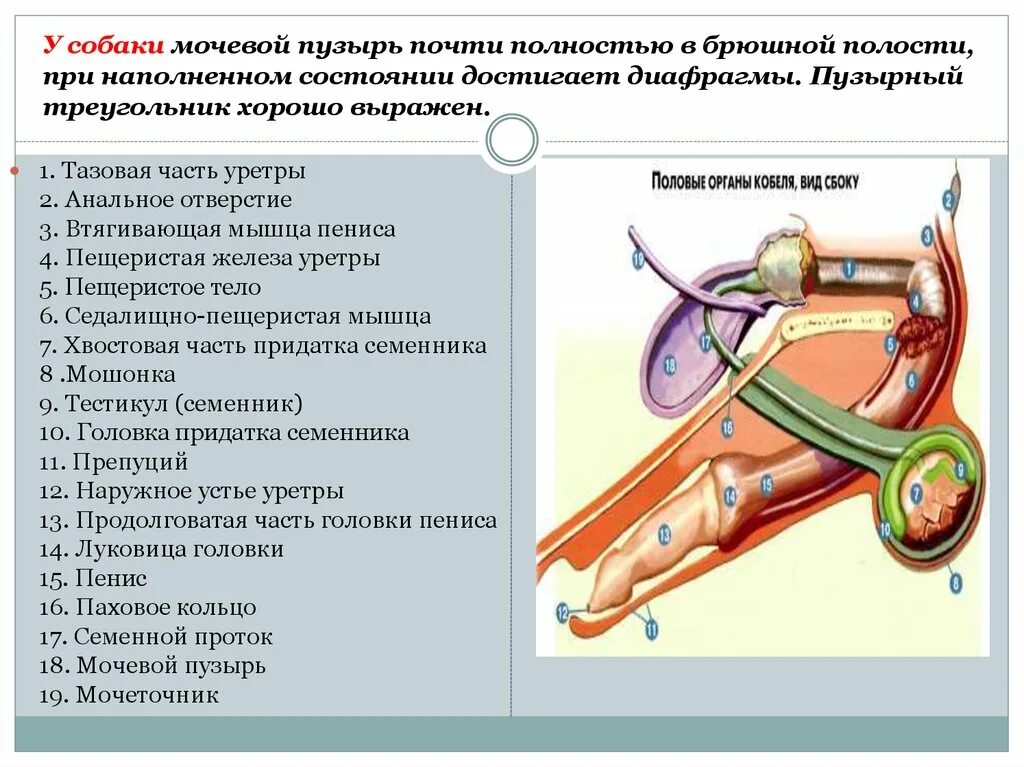 Строение мочевого пузыря у собаки анатомия. Строение полового органа кобеля. Строение половых органов собаки.