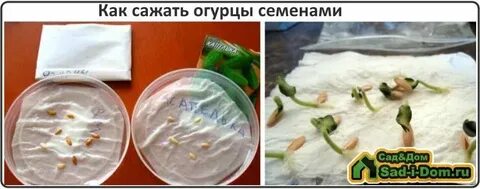 Сколько семечек в огурце